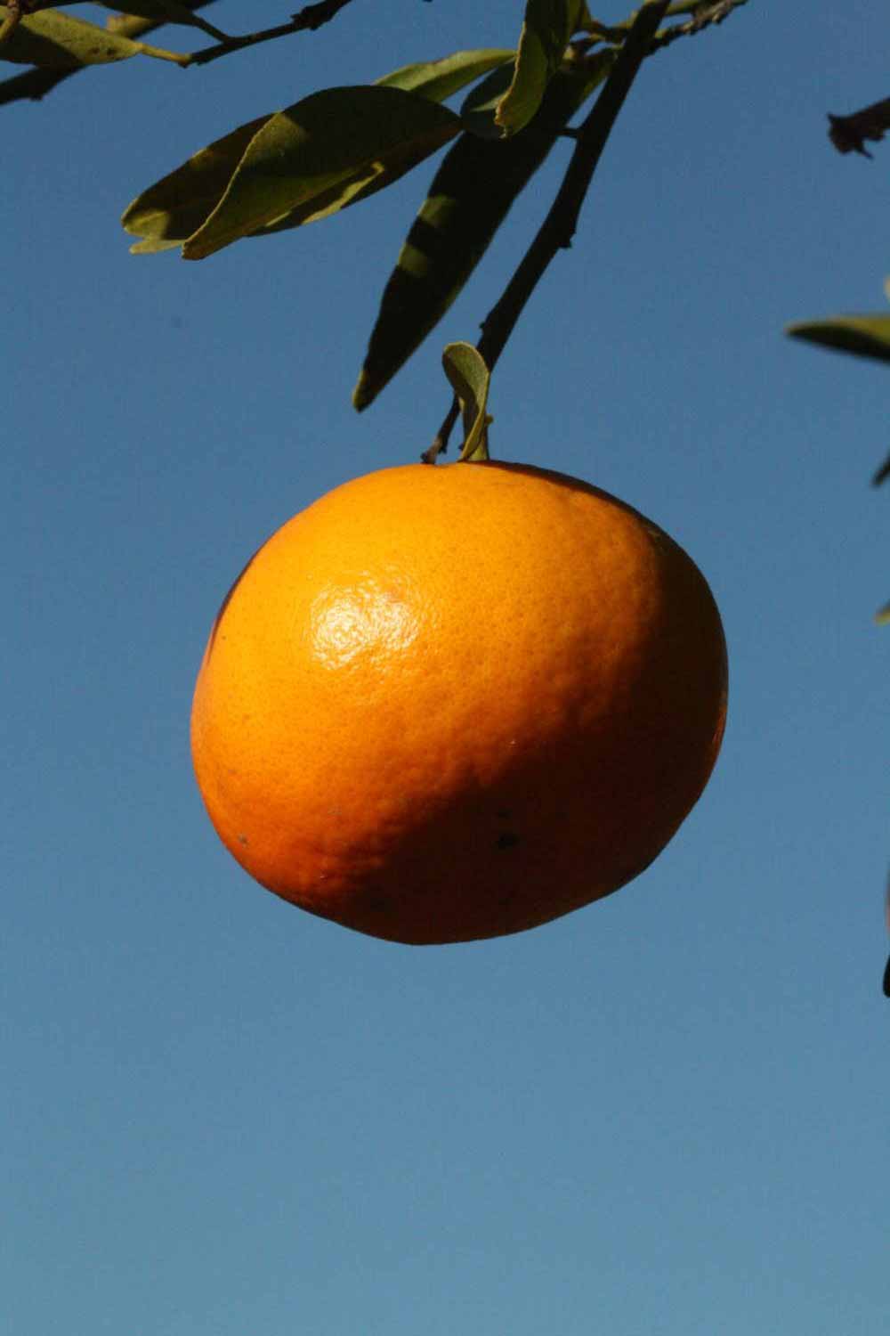            Fruit (Riverside, CA)   